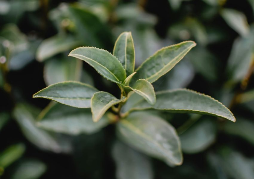 pexels-eva-bronzini-6226040